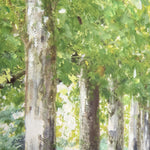 'Avenue of Trees' Wall Art | Anthony Waller | 80x60cm