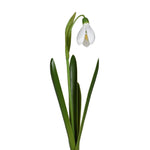 Faux Snowdrop Bulb in Ceramic Pot | 12cm